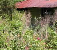 Carolina Shed 2004/05/14 #181