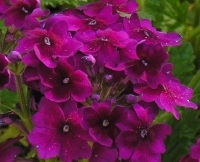 Fuschia Pollen