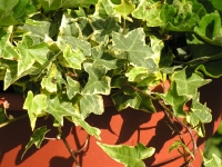 Ivy Pot