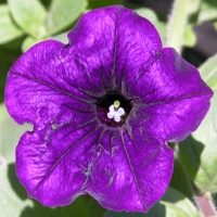 Pansy nears the end of its lifespan after the end of winter