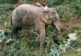 Malaysian elephants are a threatened species tracked by satellite