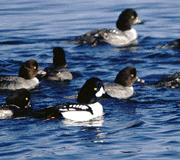 Barrow's Goldeneye ducks are a threatened species tracked by satellite