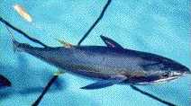 Bluefin Tuna are a threatened species tracked by satellite