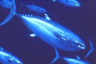 Bluefin Tuna are a threatened species tracked by satellite