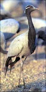 Cranes are a threatened species tracked by satellite