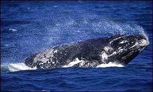 Franca whales, also known as southern right whales, are a threatened species tracked by satellite
