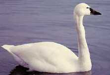 Swans are a threatened species tracked by satellite. Source: Bird Studies Canada