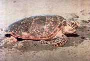 Sea Turtles are a threatened species tracked by satellite