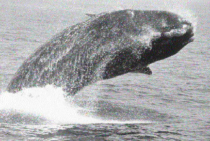 Whales are a threatened species tracked by satellite