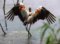 Wood Storks are a threatened species tracked by satellite